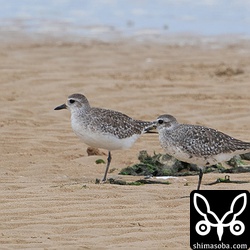 右の個体は少しだけ夏羽が出ていますが、ほぼ冬羽のダイゼン。