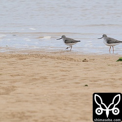 ソリハシシギは十数羽の群れが飛来していました。今季初の撮影。