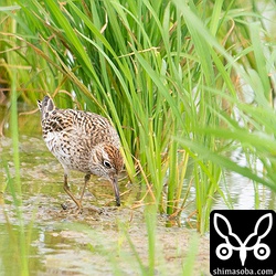 ウズラシギは10羽ほどの群れが田んぼに降りていました。