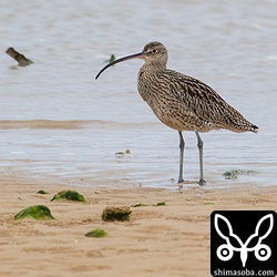 今季初のホウロクシギ。 `先日のダイシャクシギ <https://shimasoba.com/blog/1574/>`_ も同じ場所にいました。