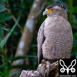 道路沿いにカンムリワシのオス。交通事故が心配ですが、新型コロナウイルスの影響で交通量が少ない石垣島です。