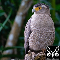 こちらはISO3200で撮ったカンムリワシ。トリミングしていますが、ノイズも目立ちません。