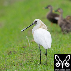 夏羽のクロツラヘラサギ。奥に控えるのはカルガモたち。