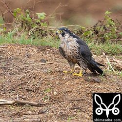 狩りに失敗したハヤブサのオス。土砂降り直後なので羽がかなりぬれています。他のハヤブサをはじめ、猛禽類はとっくに繁殖地を目指して北上して行ったのにまだいるとは、オスにしてはのんびりした個体です。