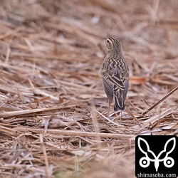 小雨の中、マミジロタヒバリ。