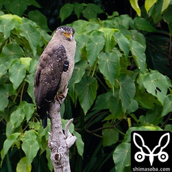 こちらは遠いカンムリワシを超トリミング。