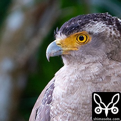 手持ち840mmのシャッタースピード1/15で撮ったカンムリワシ。SONYの手ぶれ補正は優秀ですね。