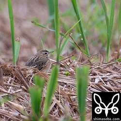 上とは別個体のマミジロタヒバリ。
