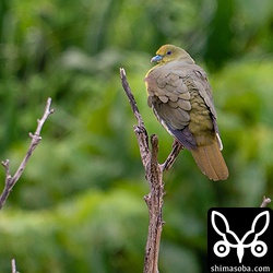 こちらも雨の中、遠くの灌木に止まるチュウダイズアカアオバト。