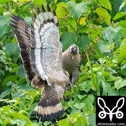 悠々の止まる場所のすぐ下から飛び出してきたカンムリワシのメス。