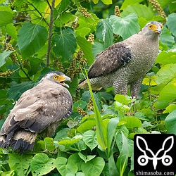右がオスの悠々で左が繁殖相手のメス。