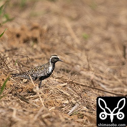 ムナグロも夏羽へ。