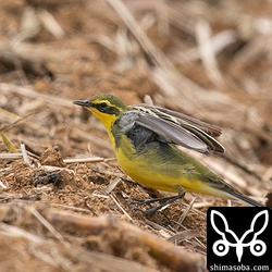 すっかり夏羽になったツメナガセキレイ。