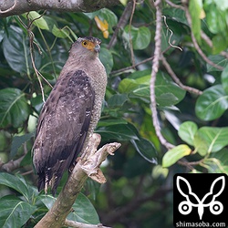 近くの枝に移った悠々。