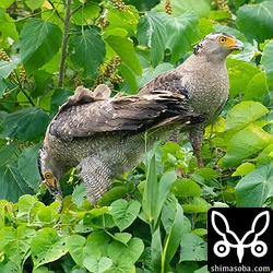 メスに獲物を渡した。