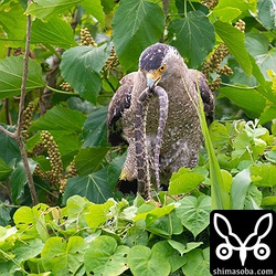 サキシママダラは1メートル以上ありそうな大物でした。この後、メスのカンムリワシは元の茂みに獲物ごと消えました。