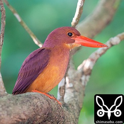 アカショウビンのメス。