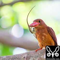 キノボリトカゲを捕まえたアカショウビン。オスと思われます。