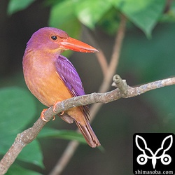 アカショウビンのオス。