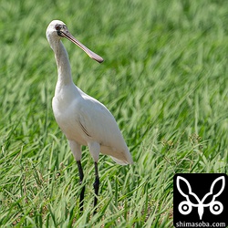 クロツラヘラサギは、この若い個体も含めて3羽が滞在中。