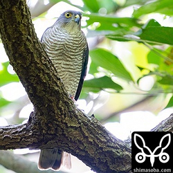 ツミとリュウキュウツミではオスの場合、目の色がかなり違うのですが、メスはあまり違いが分かりません。強いて言えば、胸の黄斑の色がツミよりもリュウキュウツミの方が多少、褐色味あるように感じます。