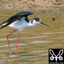 セイタカシギ夏羽のオス。