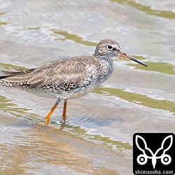 アカアシシギ夏羽へ換羽中。