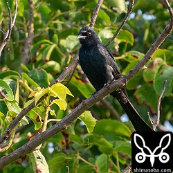 頭部の羽毛がゴッソリ抜けています。換羽なのかアクシデントなのか。