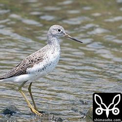 ほぼ夏羽のアオアシシギ。小柄な個体でした。