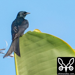 オウギバショウに止まるオウチュウ成鳥。尾羽がボロボロなので冬羽から夏羽へ換羽中なのでしょうが真っ黒なので冬羽も夏羽も区別がつきません…。^^;