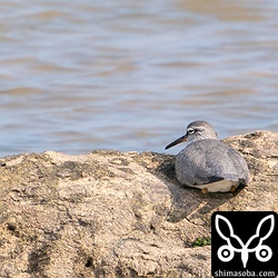 キアシシギ夏羽。