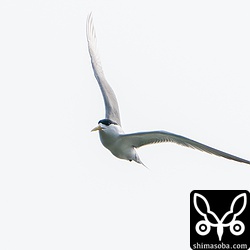 身を翻しては急降下して獲物を捕らえます。水面は手前の防波堤でほとんど見えない…。