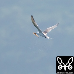 遠くでエビをゲットしたオオアジサシ。