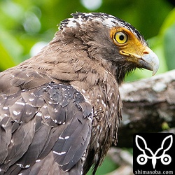 上と同個体。このカンムリワシとは長い付き合いになります。