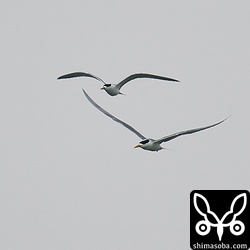 タンデム飛行ですが、あいにくの曇天となってしまいました。