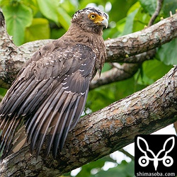 センダンに止まり翼を乾かすカンムリワシのメス。