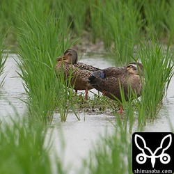 カルガモ以外、北上していなくなったのですが、田んぼにハシビロガモ(左)が1羽だけ残っていました。オスの幼鳥。石垣島で唯一、繁殖するカルガモは2週間ほど前から田んぼや水路で親子連れを観察できるようになりました。