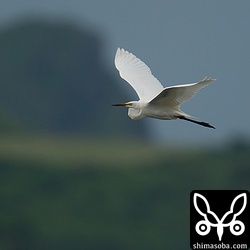 魚を狙ってチュウダイサギ もたくさんやってきていました。