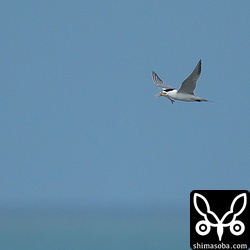 大きなエビを捕まえたオオアジサシ。