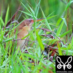 こちらも石垣島の赤い鳥、リュウキュウヨシゴイ。