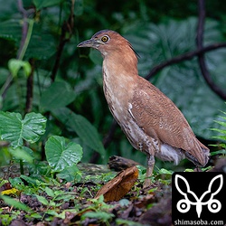 樹皮や地面の色が濃くなる雨上がりの写真はいいですね。ズグロミゾゴイは公園内を歩き獲物を探していました。