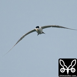 SONYのα9m2にマウント変換アダプタのMetabones VをかましてCanonのEF600mm F4L IS II USMでの撮影。向かってくるオオアジサシもしっかりピント追従してくれます。