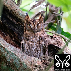 こちらは上の個体とペアになっているメスのコノハズク。上のコノハズクと比べて羽角が黒いことで個体識別できます。営巣木から顔をのぞかせていました。