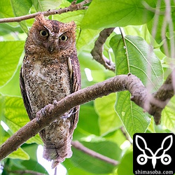 久しぶりにコノハズクの昼間の姿を見ることができました。オス個体です。