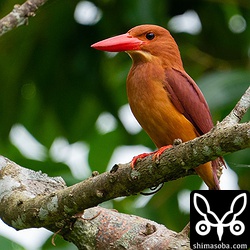 こちらは公園内のアカショウビン。初撮影の個体。オスと思われます。