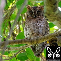 コノハズクのメス。オスも近くにいたのですが、こちらも込み入ったところに止まっておりシルエットでしか見えず。