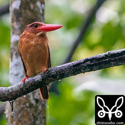 アカショウビンのオス。こちらもずぶ濡れ。