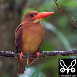 メスのアカショウビンを見かけなかったので、そろそろ抱卵に入っているのかもしれません。