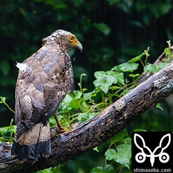 雨に打たれてずぶ濡れのカンムリワシ。この後、ヘビを捕まえて森に消えました。