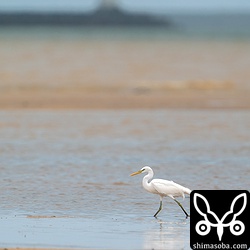 大雨で茶色く染まった海を歩く。